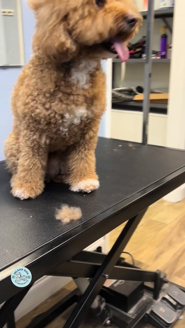 Instagram post from islanddoggroomingco. This post is in position 3.