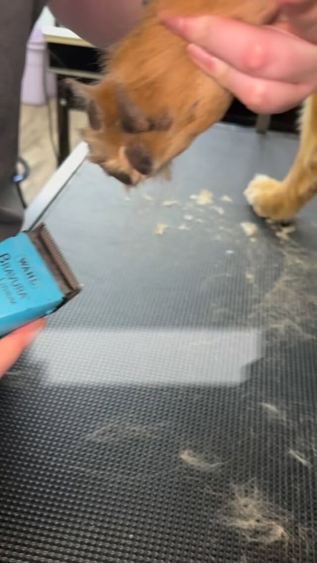 Instagram post from islanddoggroomingco. This post is in position 0.