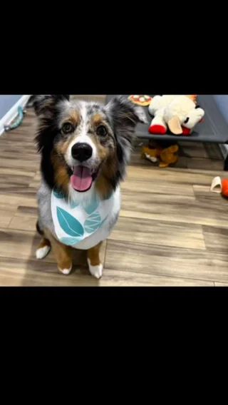 Instagram post from islanddoggroomingco. This post is in position 8.