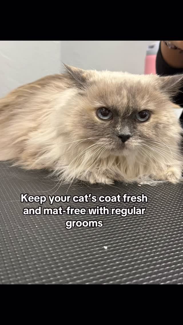 Instagram post from islanddoggroomingco. This post is in position 2.