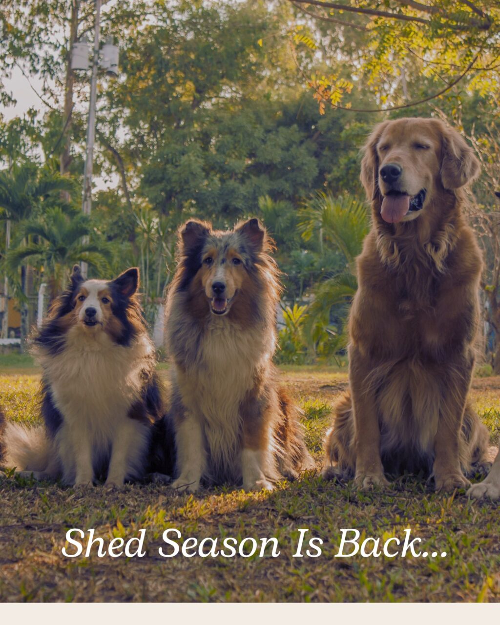 Instagram post from islanddoggroomingco. This post is in position 5.