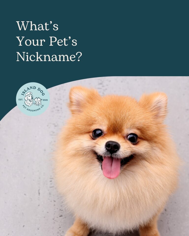 Instagram post from islanddoggroomingco. This post is in position 2.