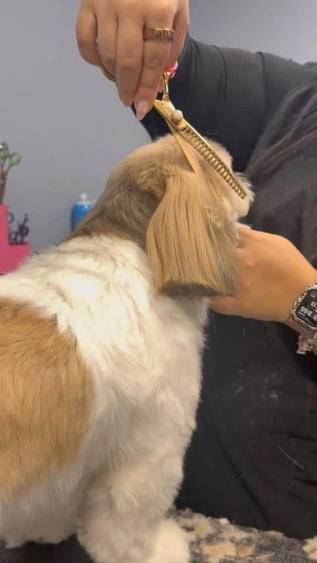 Instagram post from islanddoggroomingco. This post is in position 9.